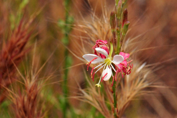 Oenothera curtiflora, Velvetweed